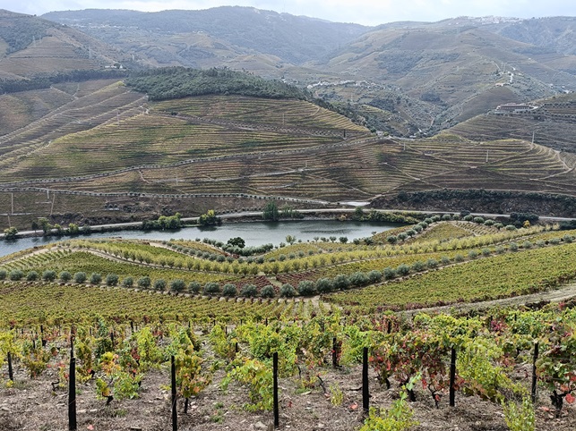 Murcas-vertical-vineyard